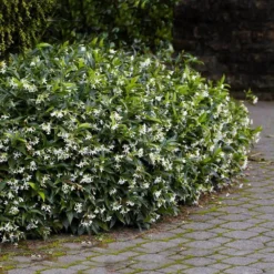 Star Jasmine 9 Star Jasmine -Foliagez Sales Star Jasmine 2 FGT