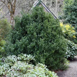 Steeds Japanese Holly Shrub -Foliagez Sales Steeds Holly 1