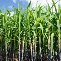Sugar Cane -Foliagez Sales Sugar Cane 5 FGT