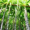 Sugar Cane 1 Sugar Cane -Foliagez Sales Sugar Cane FGT 600x600 d746ee37 7897 40e2 b285 c96169617267