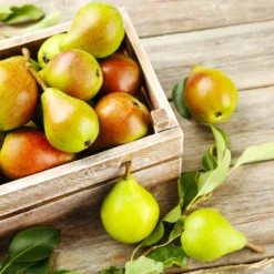 Summercrisp Pear Tree 7 Summercrisp Pear Tree -Foliagez Sales Summercrisp Pear 3 FGT