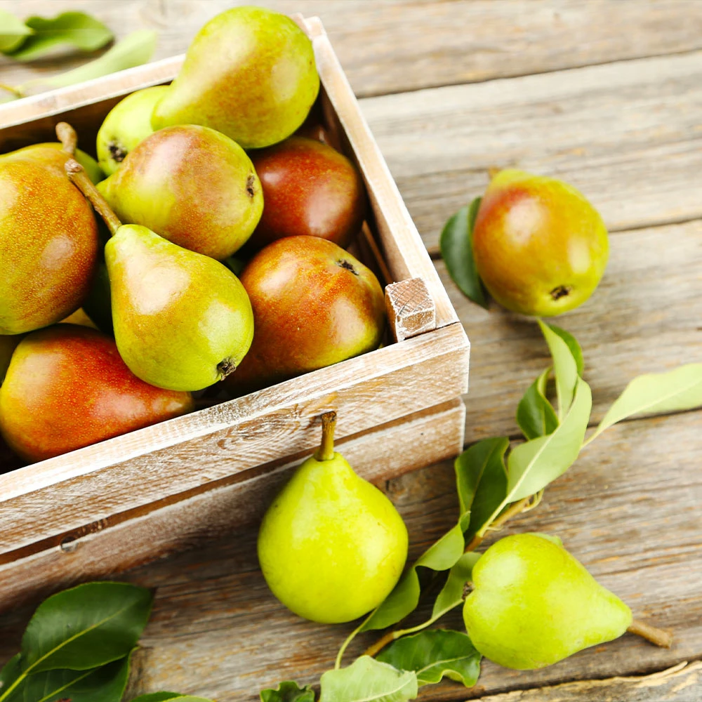 Summercrisp Pear Tree 4 Summercrisp Pear Tree - Image 3