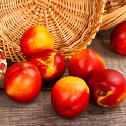 Sunglo Nectarine Tree -Foliagez Sales Sunglo Nectarine 2