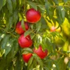 Sunglo Nectarine Tree -Foliagez Sales Sunglo Nectarine 600x600 5ae169cd dbc8 4f76 9d24 636857ea7eea