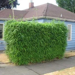 Sunset Glow Bamboo -Foliagez Sales Sunset Glow Bamboo 2 450w