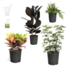 Sunset Hues House Plant Kit 1 Sunset Hues House Plant Kit -Foliagez Sales Sunset Hues 600x600 09c4e47d f0fa 4e6c 8fd4 ef6a6b279a0c