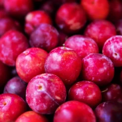 Superior Plum Tree -Foliagez Sales Superior Plum 3