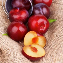 Superior Plum Tree -Foliagez Sales Superior Plum 4