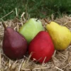 4-in-1 Pear Surprise Tree 2 4-in-1 Pear Surprise Tree -Foliagez Sales Suprise Pear 600x600 ce8cd9fb 2ac0 46b6 a3f4 3d9bd3ee1315