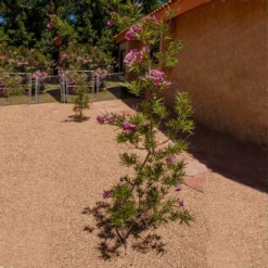 Sweet Bubba Seedless Desert Willow -Foliagez Sales Sweet Bubba Jone Desert Willow 1