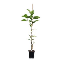 Tangelo Tree -Foliagez Sales TAN TRE 12 1QT scaled