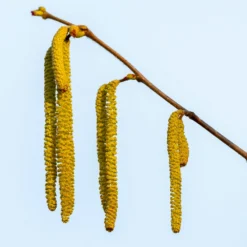 Theta Filbert Hazelnut -Foliagez Sales THeta FIlbert Hazelnut 3