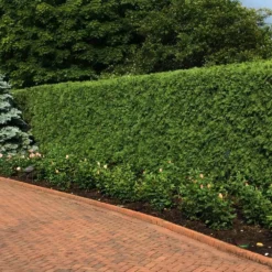 'Techny' Cold Hardy Thuja Tree 7 'Techny' Cold Hardy Thuja Tree -Foliagez Sales Techny Thuja 2