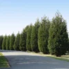 'Techny' Cold Hardy Thuja Tree -Foliagez Sales Techny Thuja 600x600 1cd3e632 9e45 4859 8915 61aad741ad2b