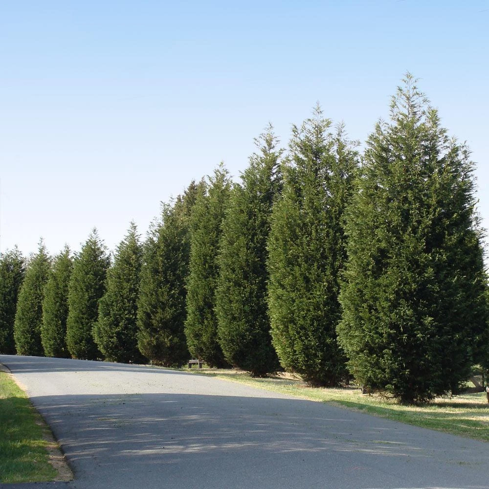 'Techny' Cold Hardy Thuja Tree 4 'Techny' Cold Hardy Thuja Tree - Image 2