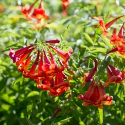 Bells Of Fire™ Tecoma -Foliagez Sales Tecoma Bells of Fire 3 FGT