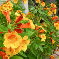 Orange Jubilee Tecoma -Foliagez Sales Tecoma Orange jubilee 1