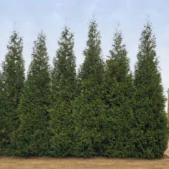 Junior Giant Thuja Tree -Foliagez Sales Thuja Junior Giant BB 2
