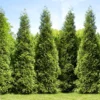 Junior Giant Thuja Tree -Foliagez Sales Thuja Junior Giant FGT