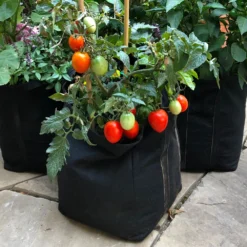 Patio Tomato Garden -Foliagez Sales Tomato Garden kit 1