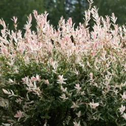 Tri-Color Willow Tree -Foliagez Sales Tri color Willow 1 FGT 7d486ca6 2975 4fd2 8639 4e87e9aac05c