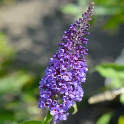True Blue Butterfly Bush (Tree Form) -Foliagez Sales True Blue Butterfly 3 BB