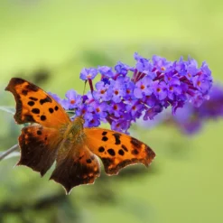 True Blue Butterfly Bush (Tree Form) -Foliagez Sales True Blue Butterfly 4 BB