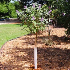 True Blue Butterfly Bush (Tree Form) -Foliagez Sales True Blue Butterfly 5