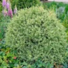 Variegated Boxwood Shrub -Foliagez Sales Variegated Boxwood FGT 600x600 15885245 1f25 4136 b802 41814201f8b5