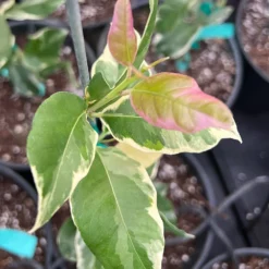 Pink Variegated Eureka Lemon Tree 13 Pink Variegated Eureka Lemon Tree -Foliagez Sales Variegated Pink Eureka 7 056a21e5 a8ca 49f0 ab7f 8c763a03bbd9