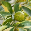 Pink Variegated Eureka Lemon Tree -Foliagez Sales Variegated Pink Eureka FGT 600x600 28047feb ac18 41c2 bc96 59d832f1d942