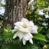 Gardenia 'Veitchii' Shrub 2 Gardenia 'Veitchii' Shrub -Foliagez Sales Veitchii Gardenia FGT 600x600 682342a2 f824 4657 b803 57a8bc017673