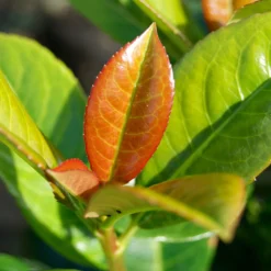 Volcano Cherry Laurel -Foliagez Sales Volcano Laurel 1