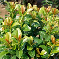 Volcano Cherry Laurel -Foliagez Sales Volcano Laurel 3 FGT
