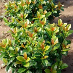 Volcano Cherry Laurel -Foliagez Sales Volcano Laurel 4