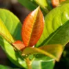 Volcano Cherry Laurel -Foliagez Sales Volcano Laurel FGT 600x600 5b1227ca 084f 4e2e 90ae 343c02974e7c