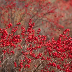 Winter Red Winterberry Holly Shrub -Foliagez Sales WInter Red winterberry 1