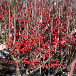 Winter Red Winterberry Holly Shrub -Foliagez Sales WInter Red winterberry 3G