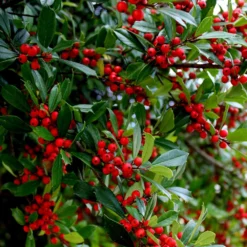 Winter Red Winterberry Holly Shrub -Foliagez Sales WInter Red winterberry 6