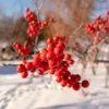 Winter Red Winterberry Holly Shrub -Foliagez Sales WInter Red winterberry FGT 600x600 001b38bb 63bf 457e 9a8b 139728ed43c5