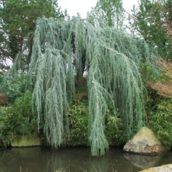 Weeping Blue Atlas Cedar Tree -Foliagez Sales Weeping Blue atlas Cedar 1