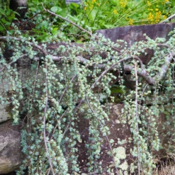 Weeping Blue Atlas Cedar Tree -Foliagez Sales Weeping Blue atlas Cedar 5 FGT