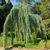 Weeping Blue Atlas Cedar Tree 1 Weeping Blue Atlas Cedar Tree -Foliagez Sales Weeping Blue atlas Cedar FGT 600x600 620d59be 203f 4004 b56d 59c520d54305