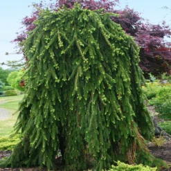 Weeping Norway Spruce Tree -Foliagez Sales Weeping Norway SPruce 2