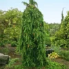 Weeping Norway Spruce Tree -Foliagez Sales Weeping Norway SPruce FGT 600x600 d111cbd0 5666 4827 8dfd af7284e7506e