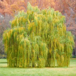 Weeping Willow 11 Weeping Willow -Foliagez Sales Weeping Willow 11 FGT