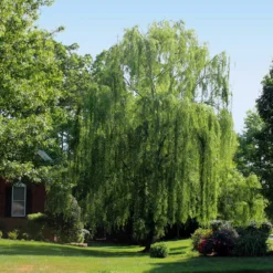 Weeping Willow 10 Weeping Willow -Foliagez Sales Weeping Willow 2 FGT