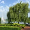 Weeping Willow 1 Weeping Willow -Foliagez Sales Weeping Willow FGT 600x600 b02e8bcf 24b9 48b6 9038 817ddd25cb18