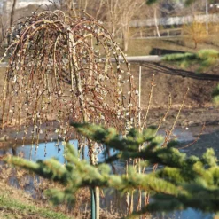 Weeping Pussy Willow -Foliagez Sales Weeping pussy willow 1