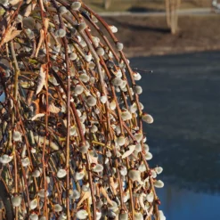 Weeping Pussy Willow -Foliagez Sales Weeping pussy willow 2 FGT